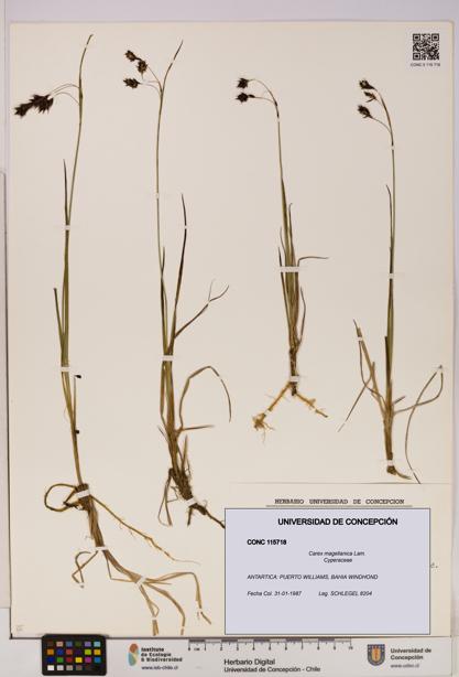 Carex magellanica [Espécimen: UDEC:CONC:0115718]