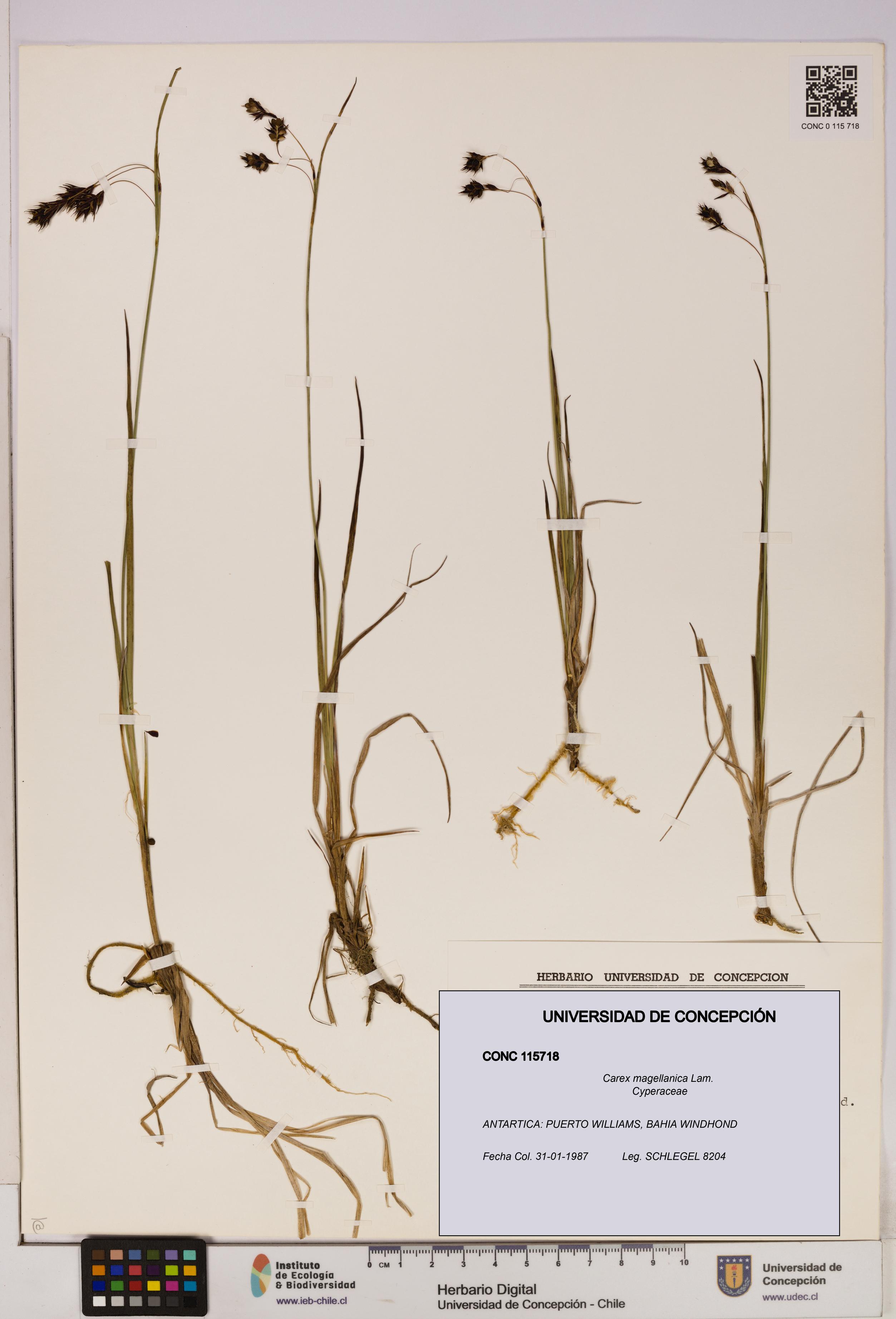 Carex magellanica [Espécimen: UDEC:CONC:0115718]