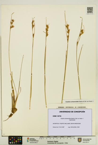 Carpha schoenoides [Espécimen: UDEC:CONC:0115719]