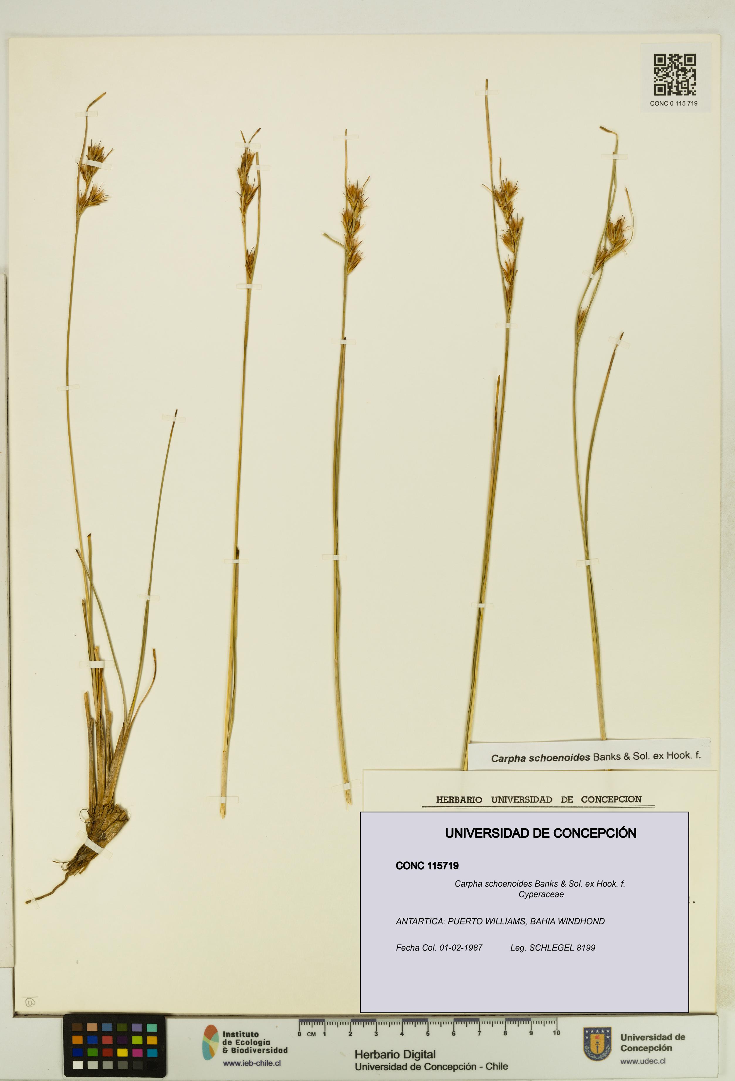Carpha schoenoides [Espécimen: UDEC:CONC:0115719]