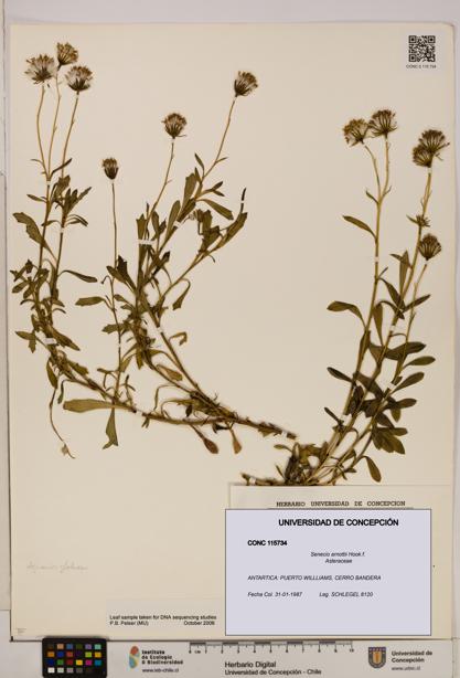 Senecio arnottii [Espécimen: UDEC:CONC:0115734]