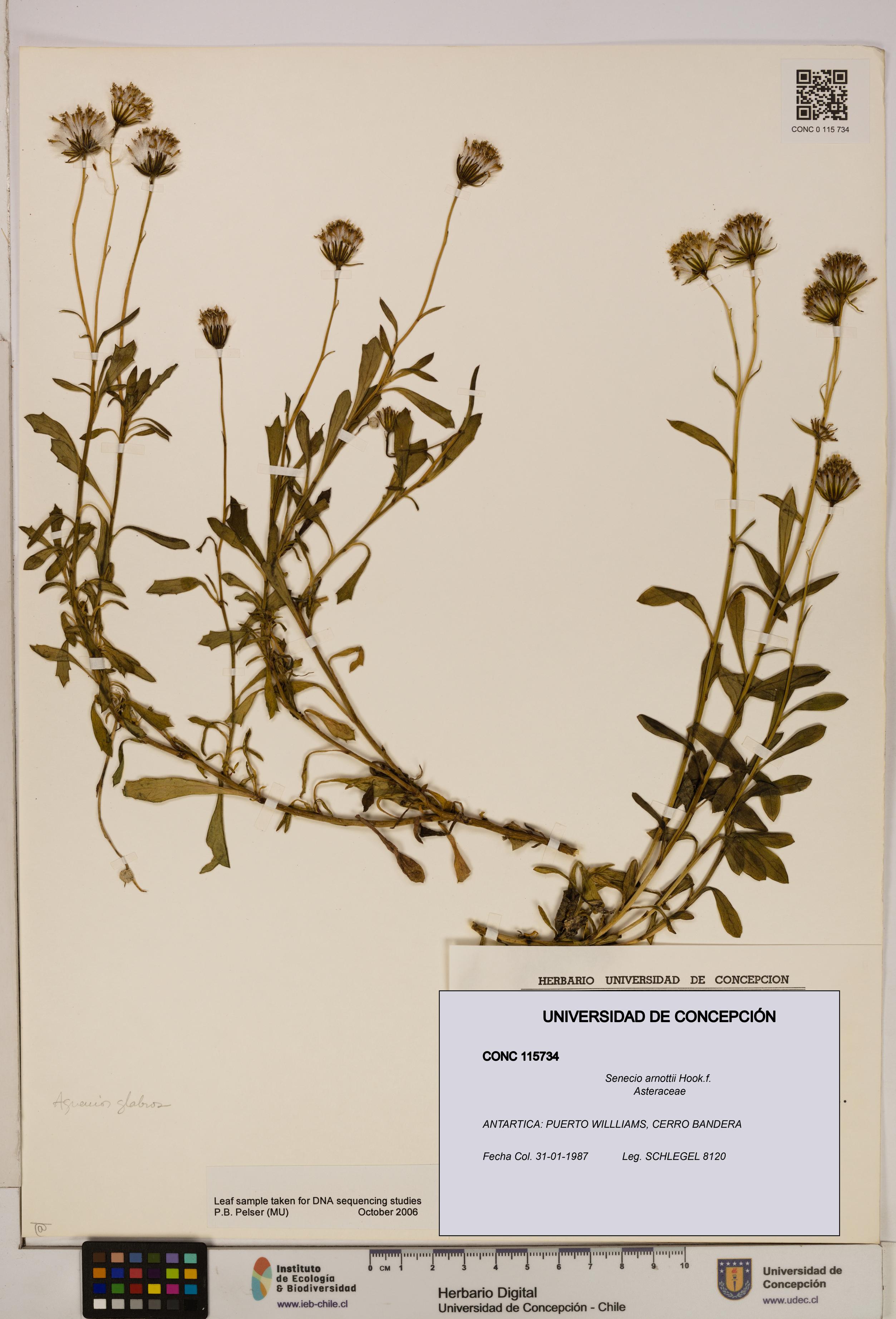 Senecio arnottii [Espécimen: UDEC:CONC:0115734]