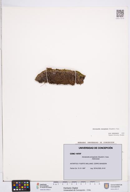 Abrotanella emarginata [Espécimen: ]