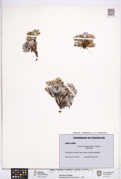 Senecio humifusus [Espécimen: ]