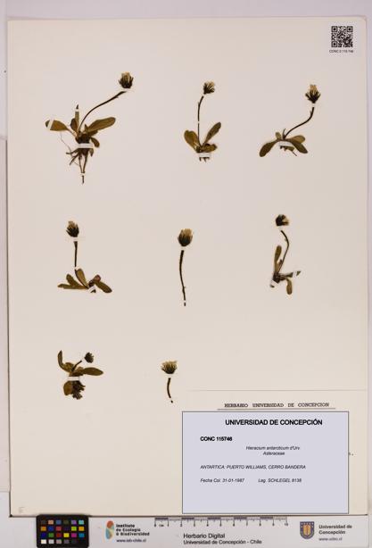 Hieracium antarcticum [Espécimen: UDEC:CONC:0115746]