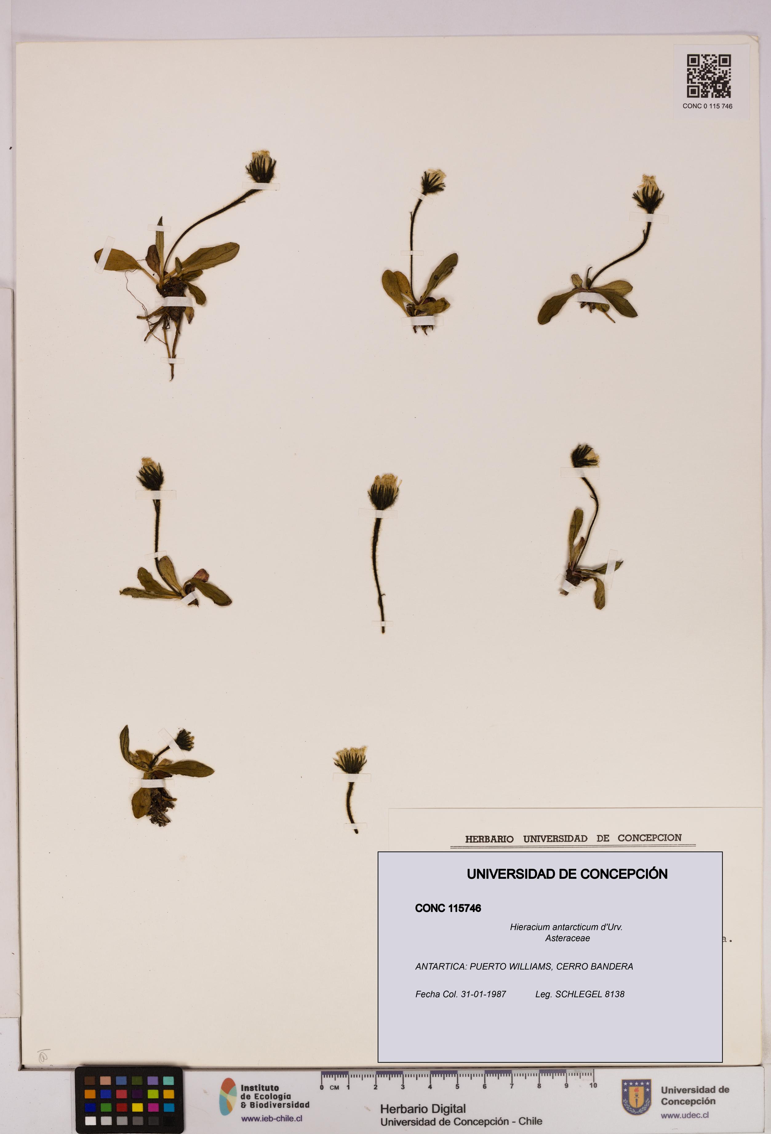 Hieracium antarcticum [Espécimen: UDEC:CONC:0115746]