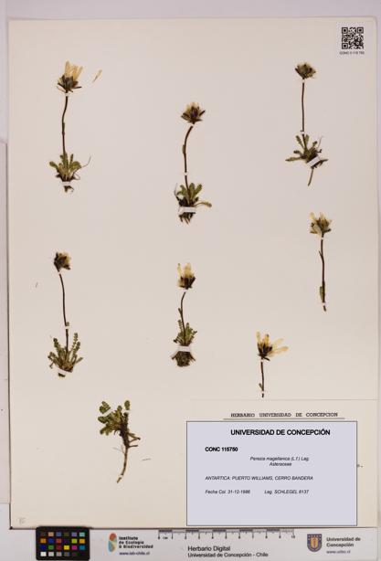 Perezia magellanica [Espécimen: UDEC:CONC:0115750]
