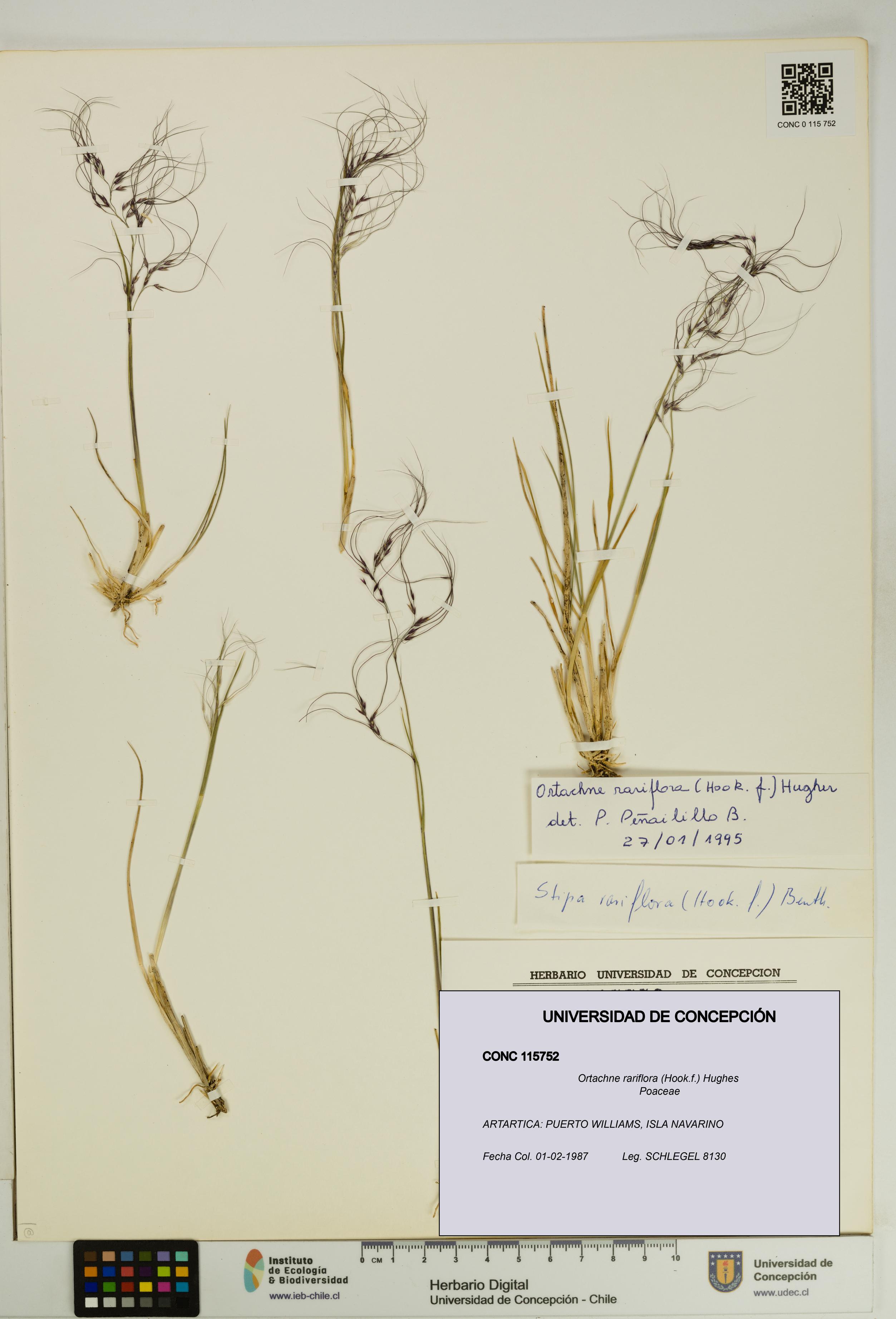 Ortachne rariflora [Espécimen: UDEC:CONC:0115752]