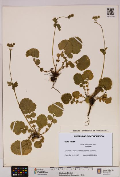 Geum involucratum [Espécimen: UDEC:CONC:0115754]