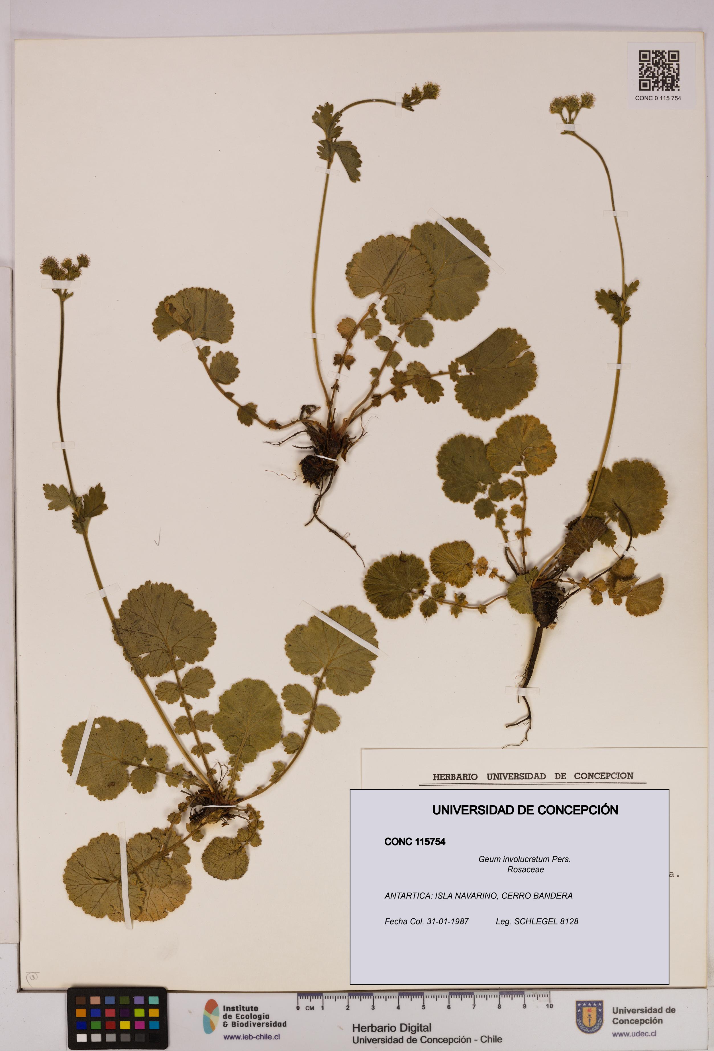 Geum involucratum [Espécimen: UDEC:CONC:0115754]