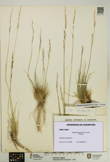 Nassella rupestris [Espécimen: UDEC:CONC:0115757]