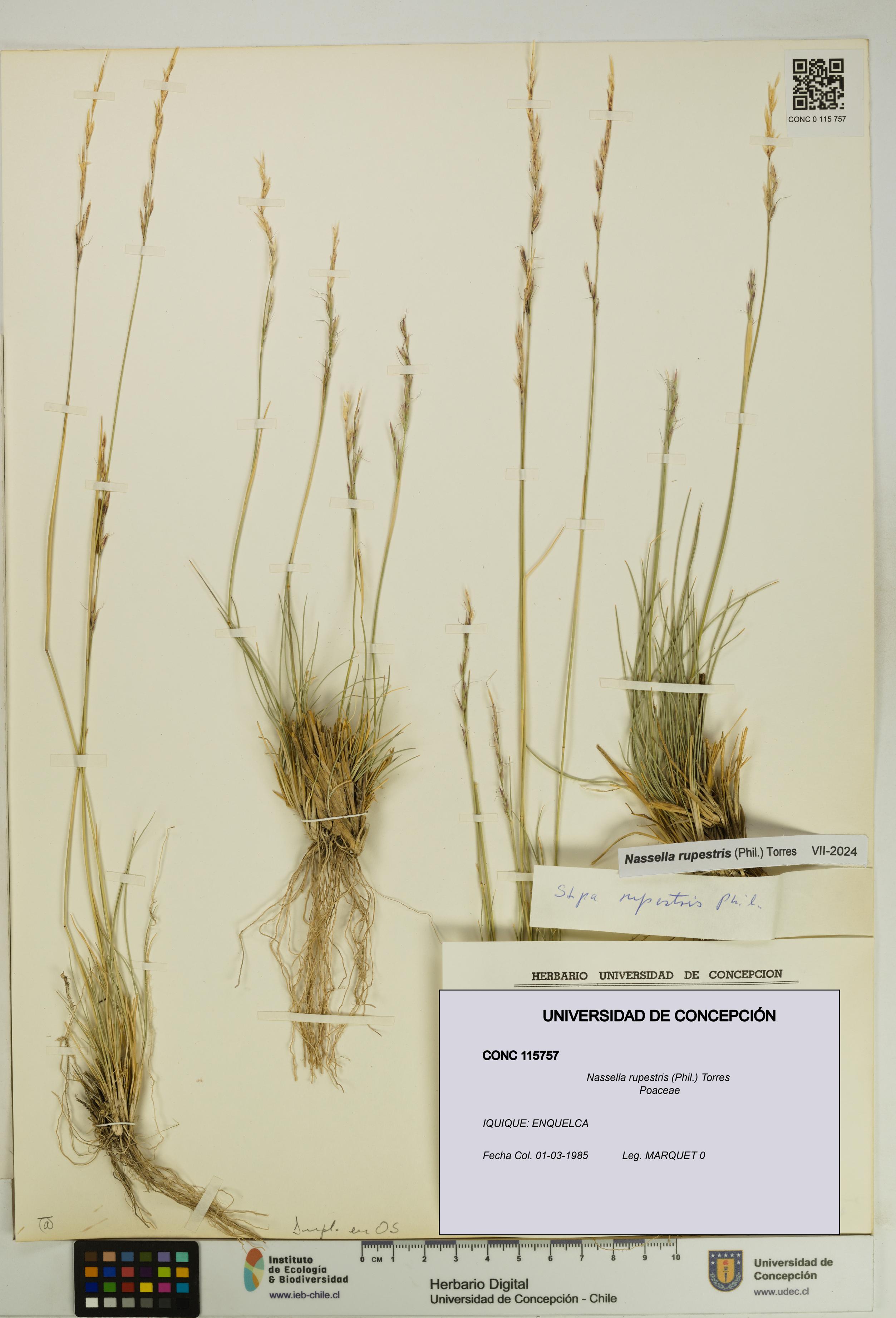 Nassella rupestris [Espécimen: UDEC:CONC:0115757]