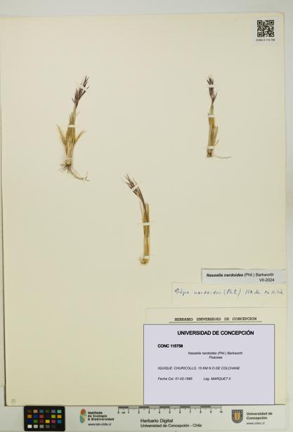 Nassella nardoides [Espécimen: UDEC:CONC:0115758]
