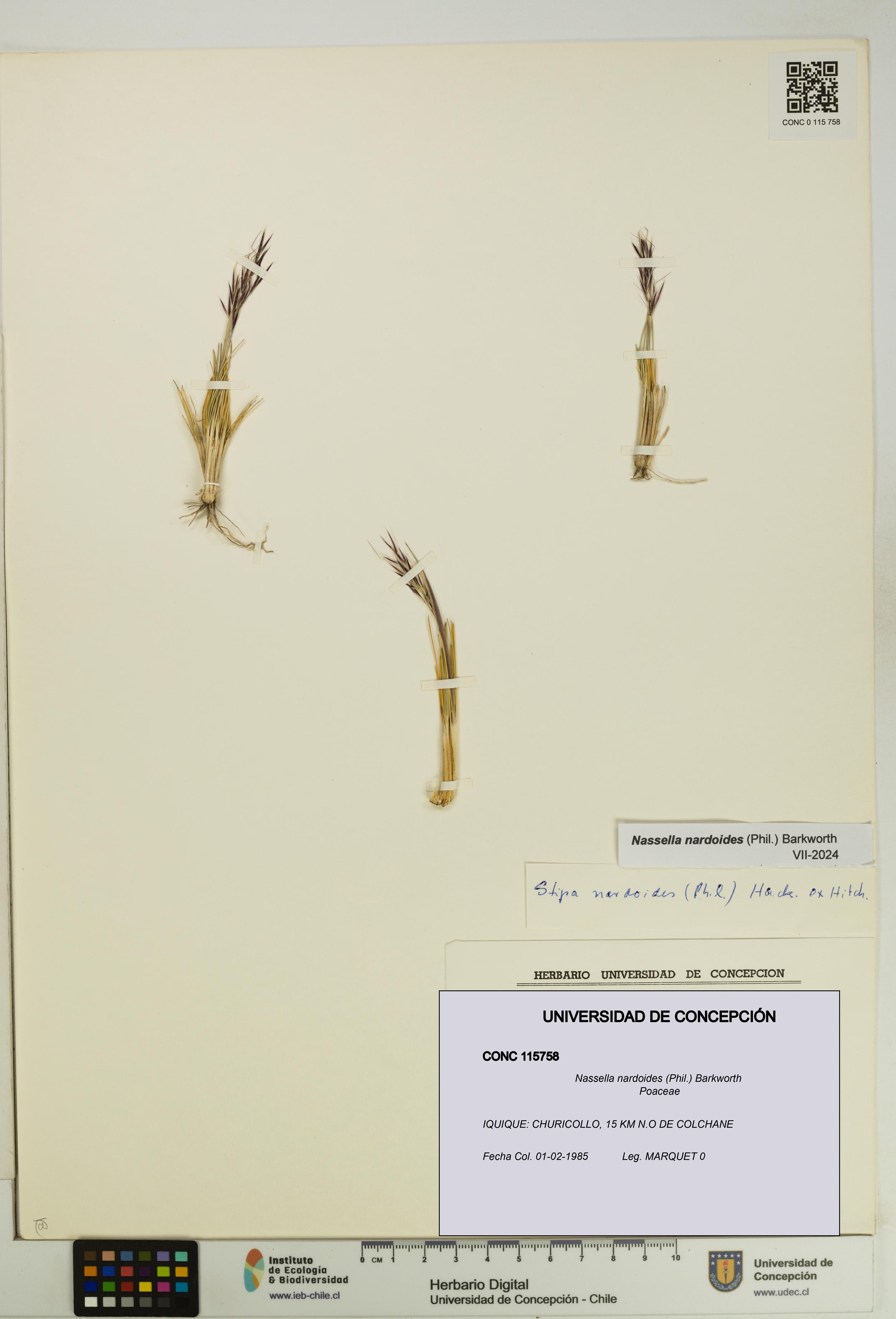 Nassella nardoides [Espécimen: UDEC:CONC:0115758]