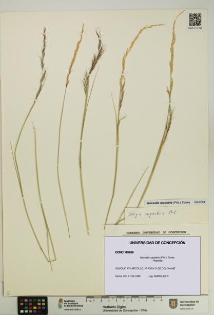 Nassella rupestris [Espécimen: UDEC:CONC:0115759]