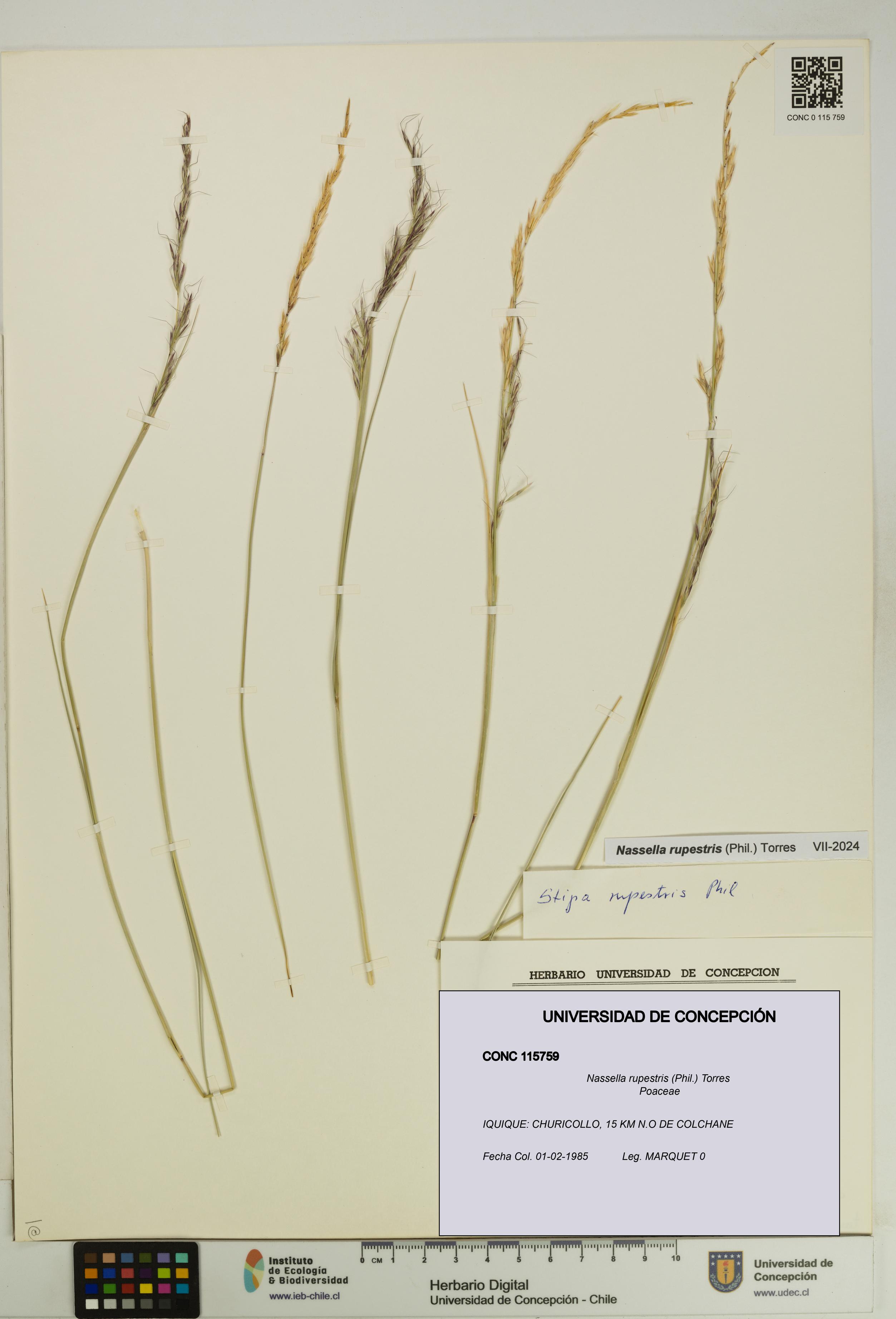 Nassella rupestris [Espécimen: UDEC:CONC:0115759]