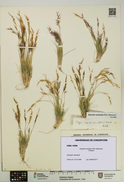 Nassella nardoides [Espécimen: UDEC:CONC:0115763]