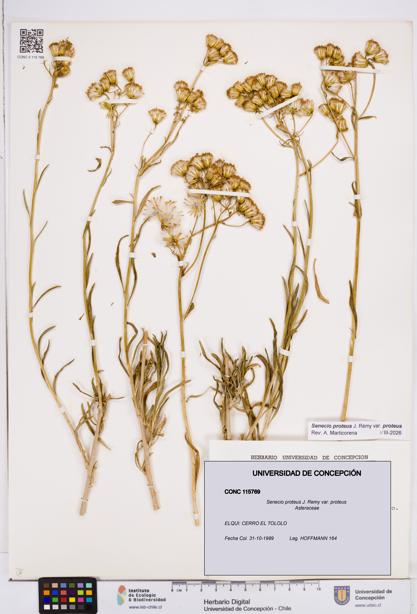 Senecio proteus var. proteus [Espécimen: ]