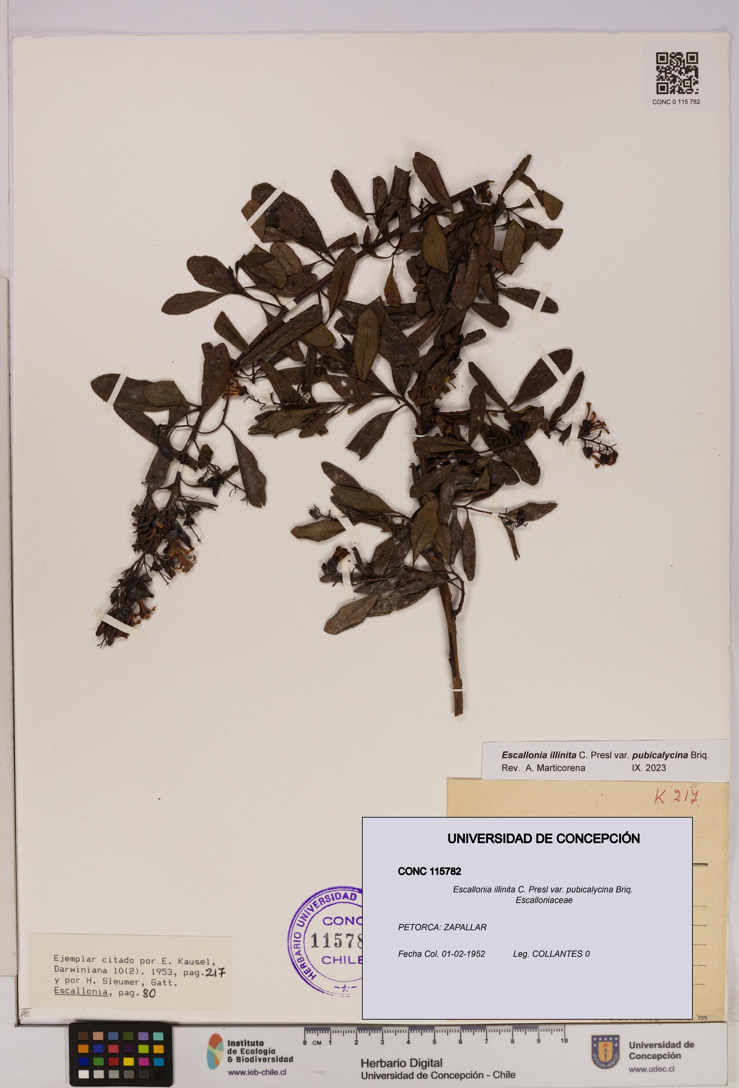 Escallonia illinita [Espécimen: UDEC:CONC:0115782]