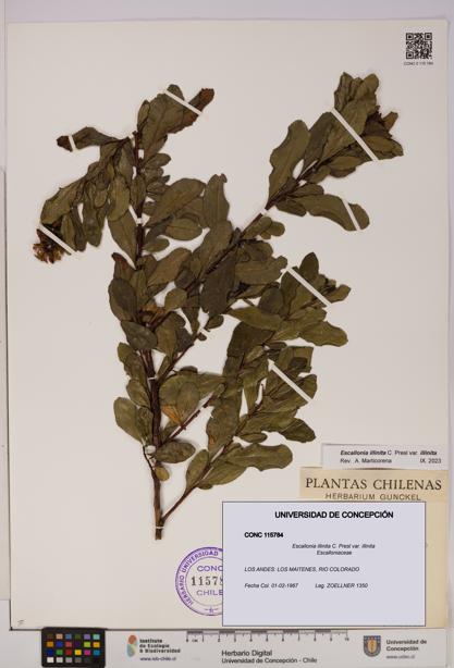 Escallonia illinita [Espécimen: UDEC:CONC:0115784]