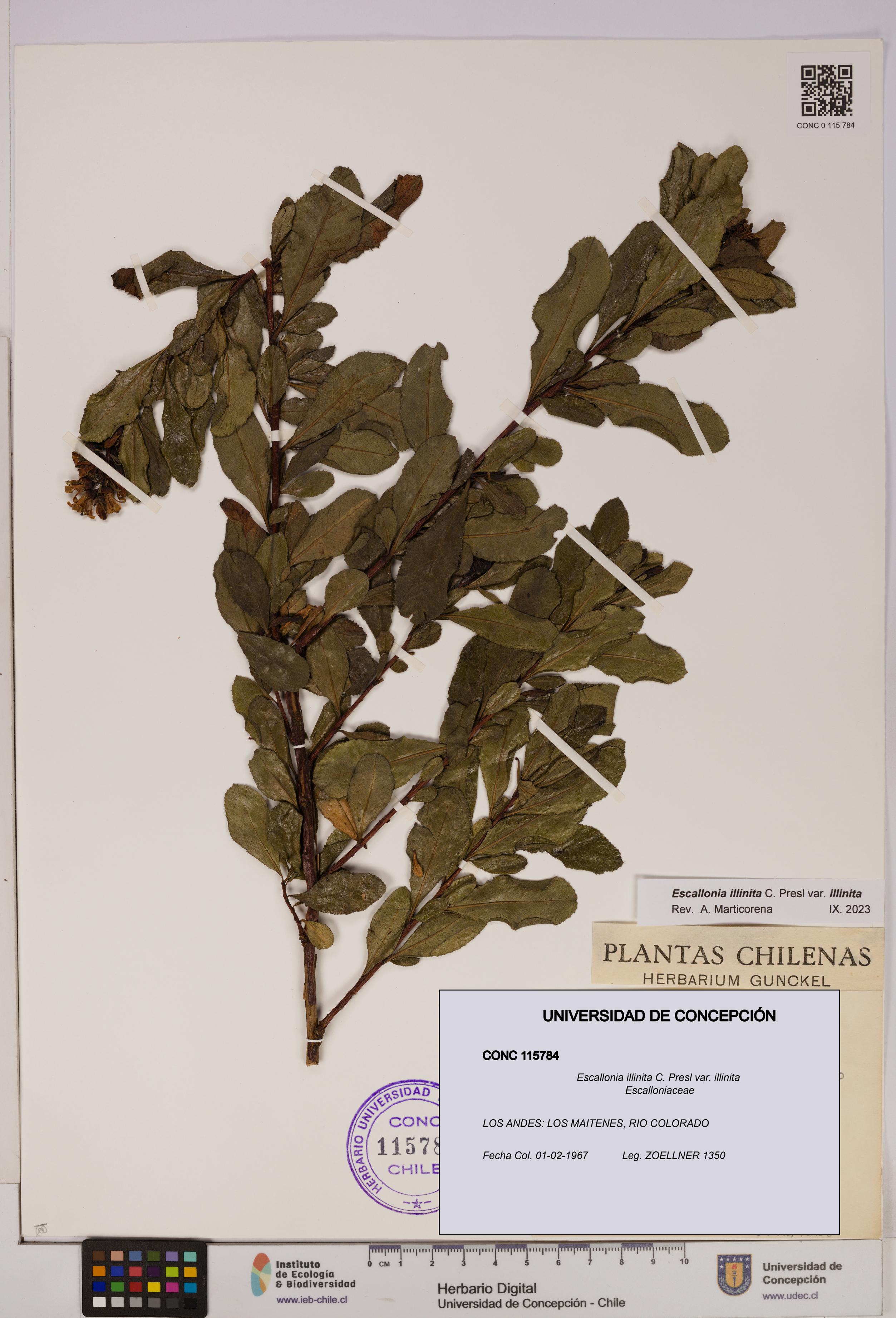 Escallonia illinita [Espécimen: UDEC:CONC:0115784]