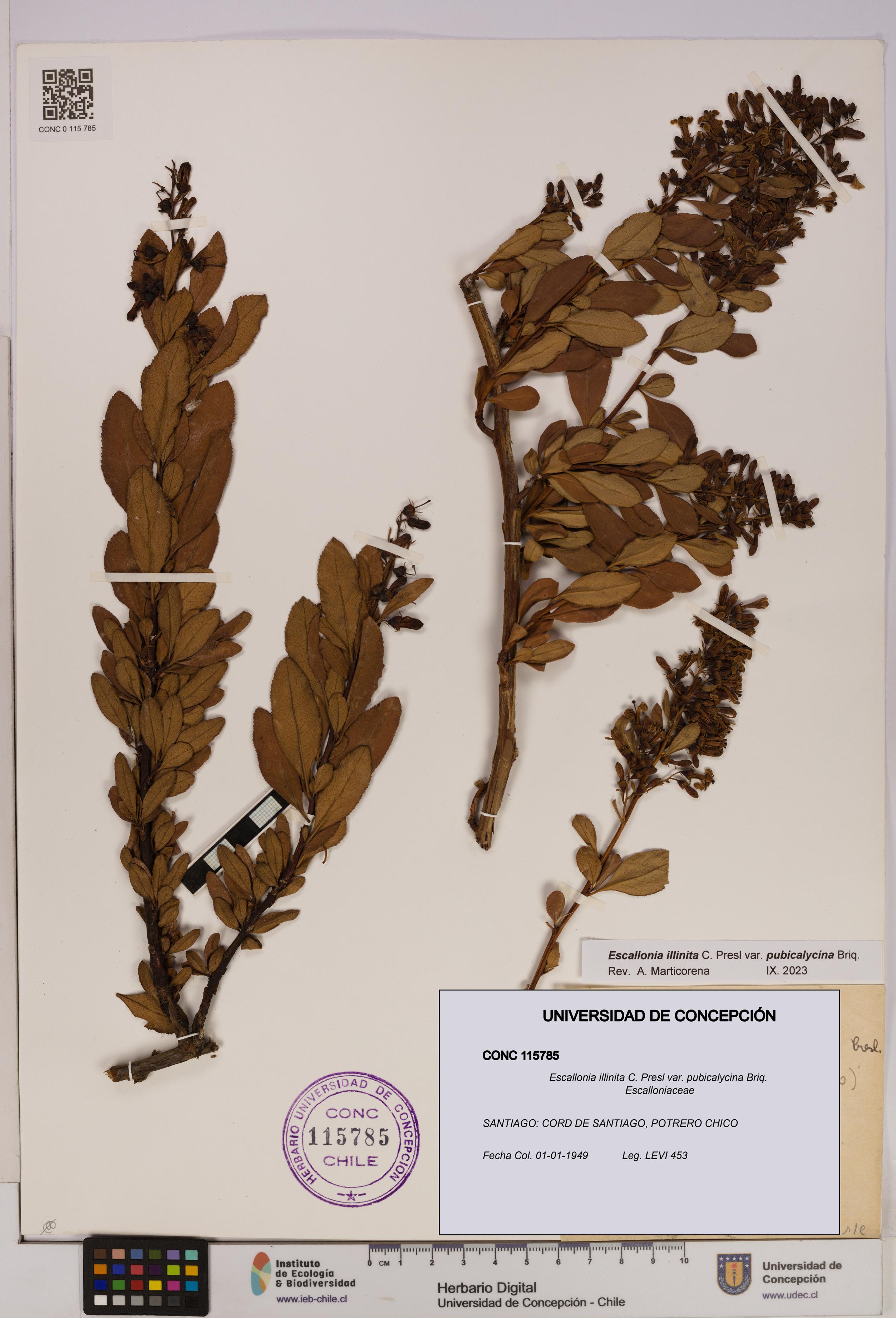 Escallonia illinita [Espécimen: UDEC:CONC:0115785]
