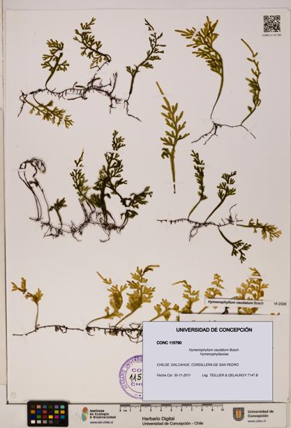 Hymenophyllum caudatum [Espécimen: UDEC:CONC:0115790]