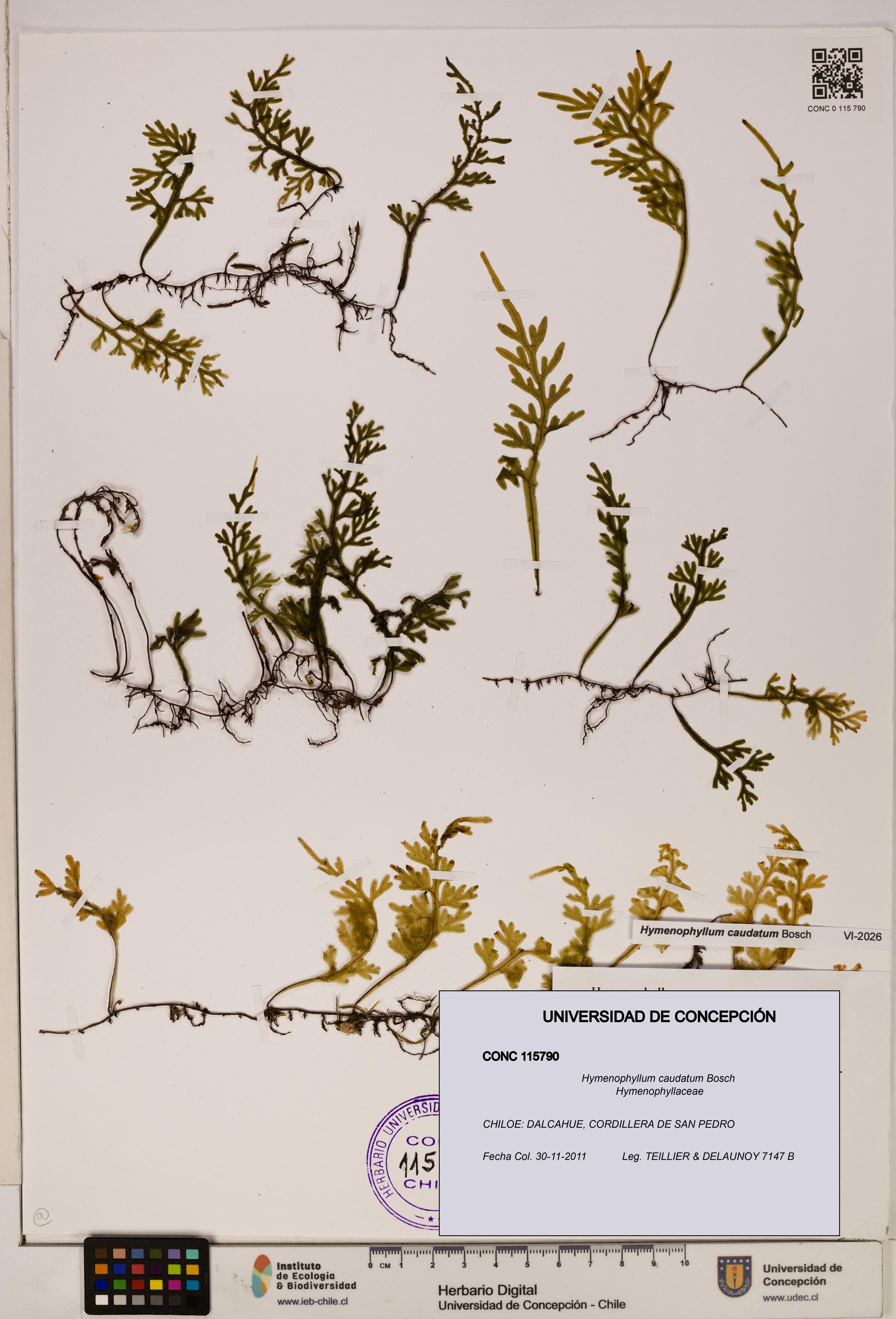 Hymenophyllum caudatum [Espécimen: UDEC:CONC:0115790]