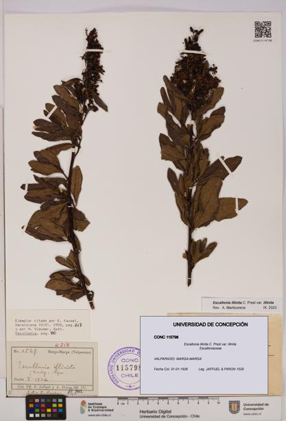 Escallonia illinita [Espécimen: UDEC:CONC:0115798]