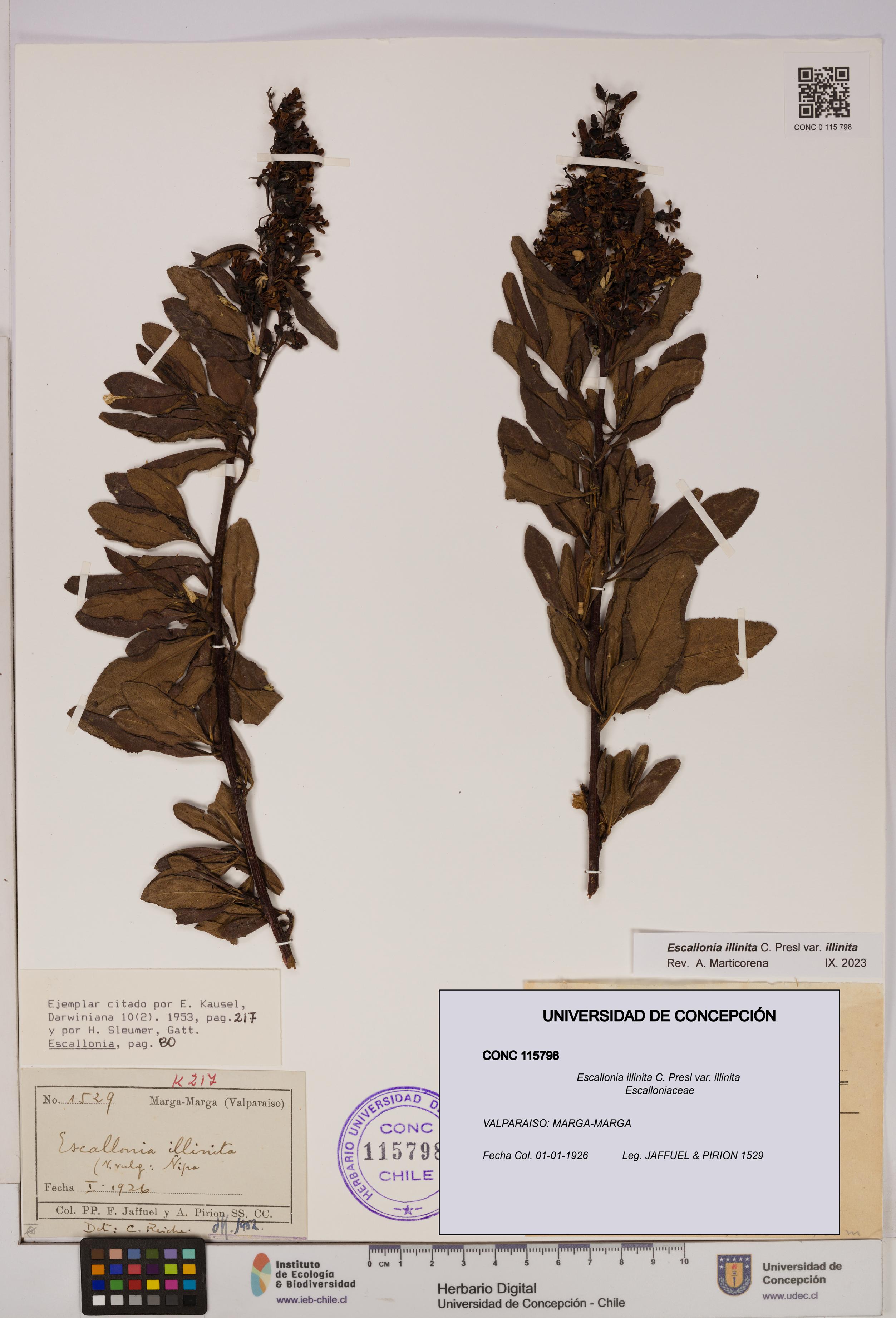 Escallonia illinita [Espécimen: UDEC:CONC:0115798]