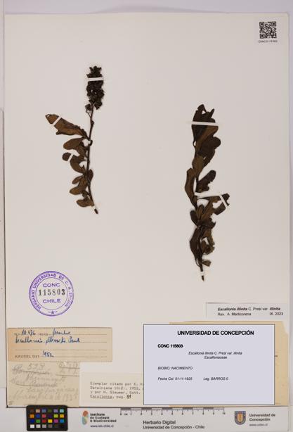 Escallonia illinita [Espécimen: UDEC:CONC:0115803]