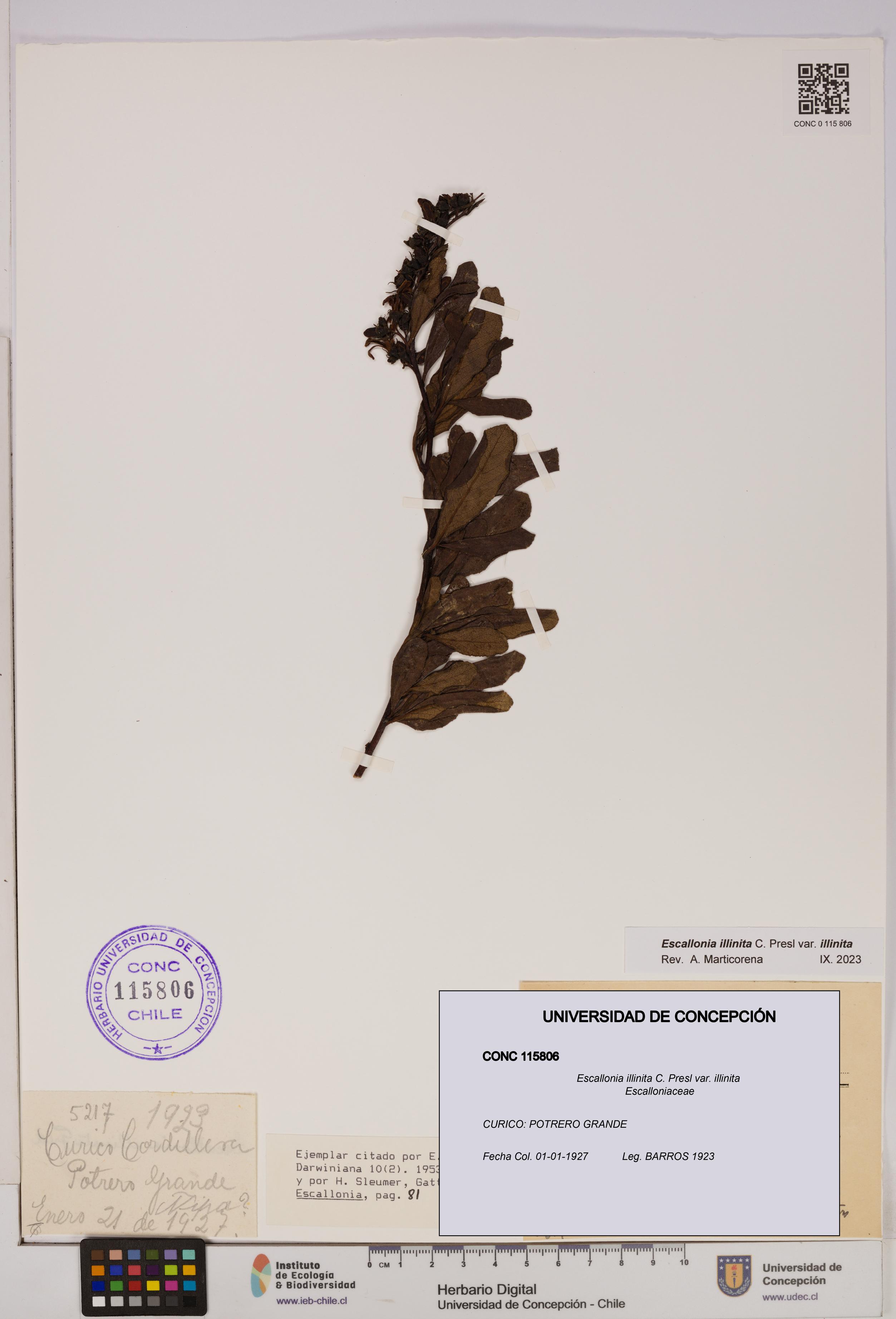 Escallonia illinita [Espécimen: UDEC:CONC:0115806]