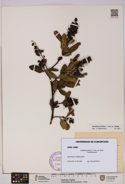Escallonia illinita [Espécimen: UDEC:CONC:0115807]