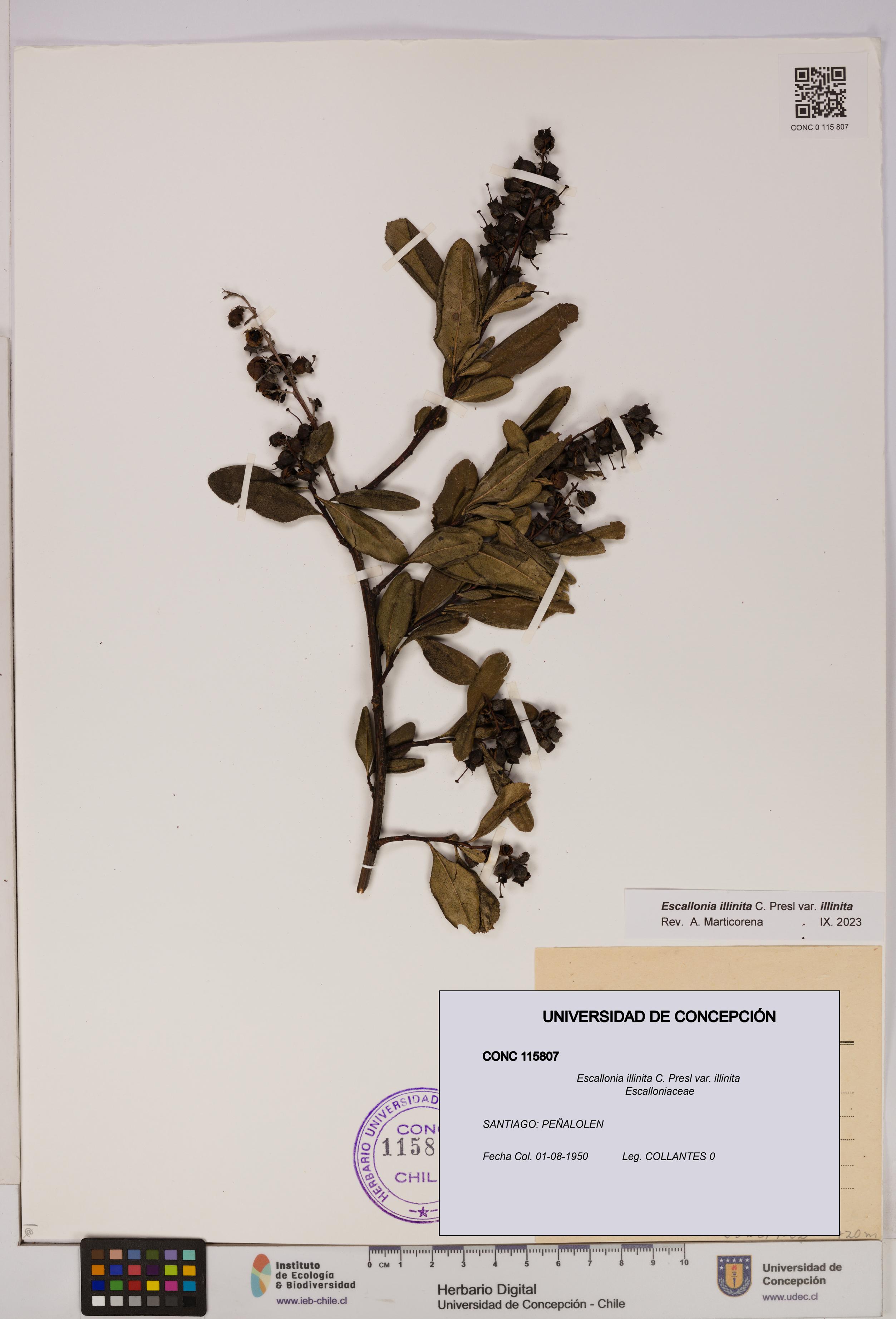 Escallonia illinita [Espécimen: UDEC:CONC:0115807]