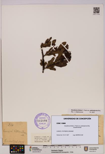 Escallonia illinita [Espécimen: UDEC:CONC:0115808]