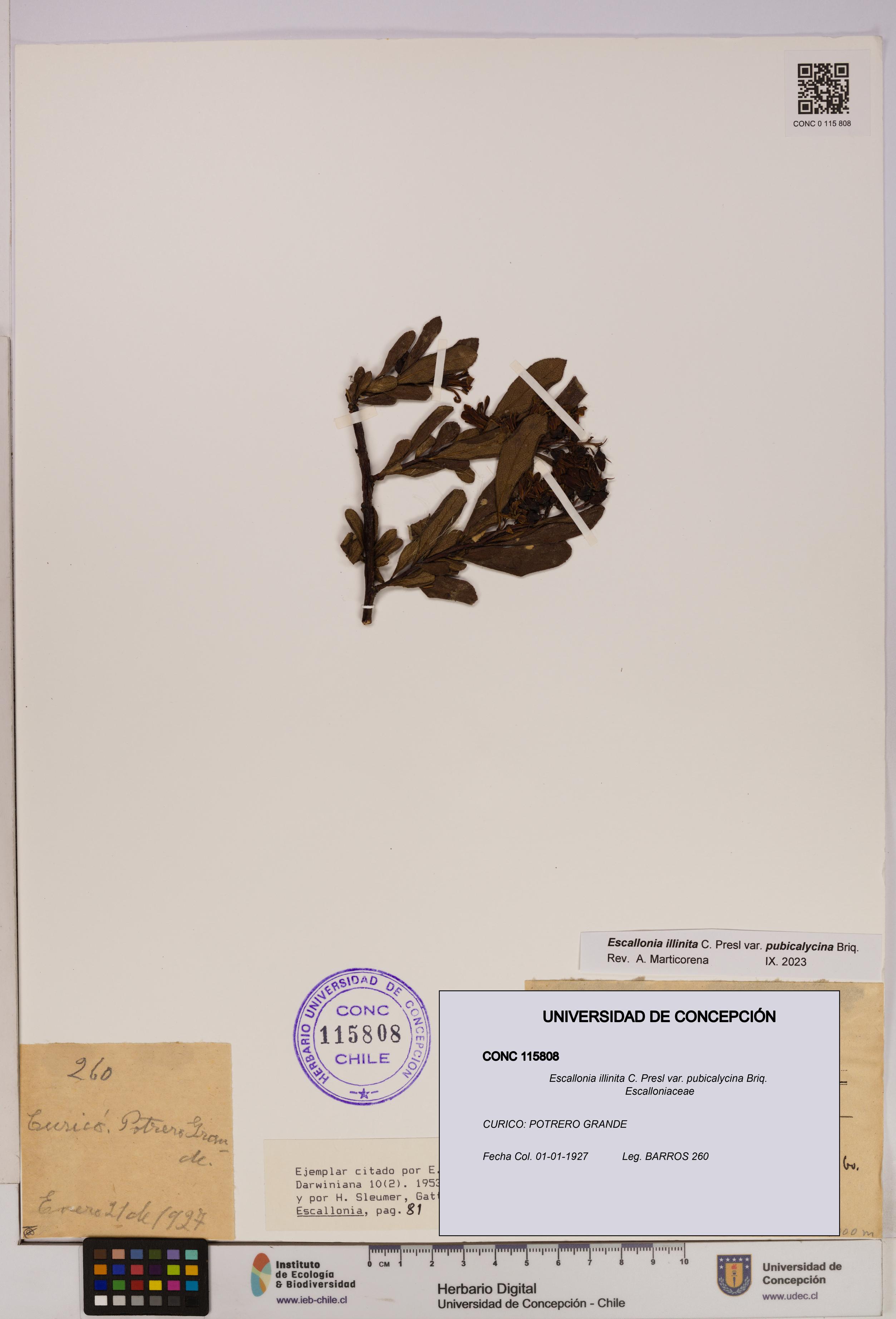 Escallonia illinita [Espécimen: UDEC:CONC:0115808]