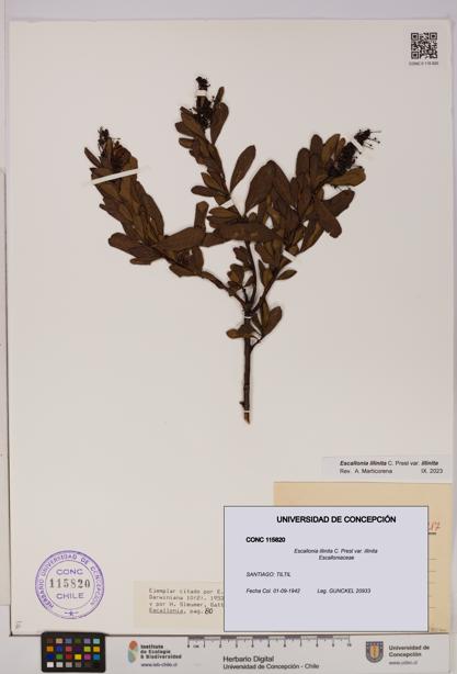 Escallonia illinita [Espécimen: UDEC:CONC:0115820]
