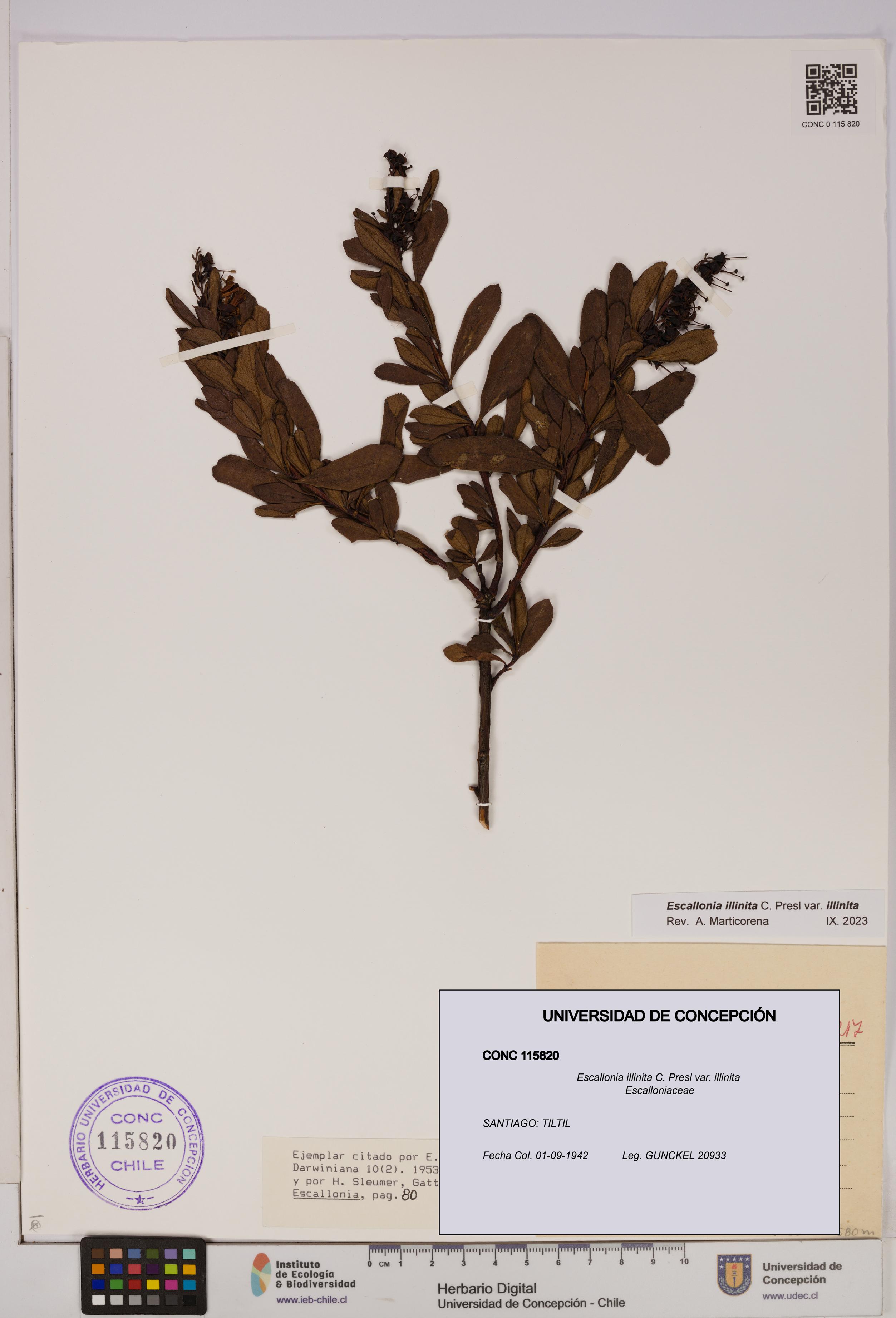 Escallonia illinita [Espécimen: UDEC:CONC:0115820]