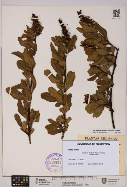 Escallonia illinita [Espécimen: UDEC:CONC:0115821]