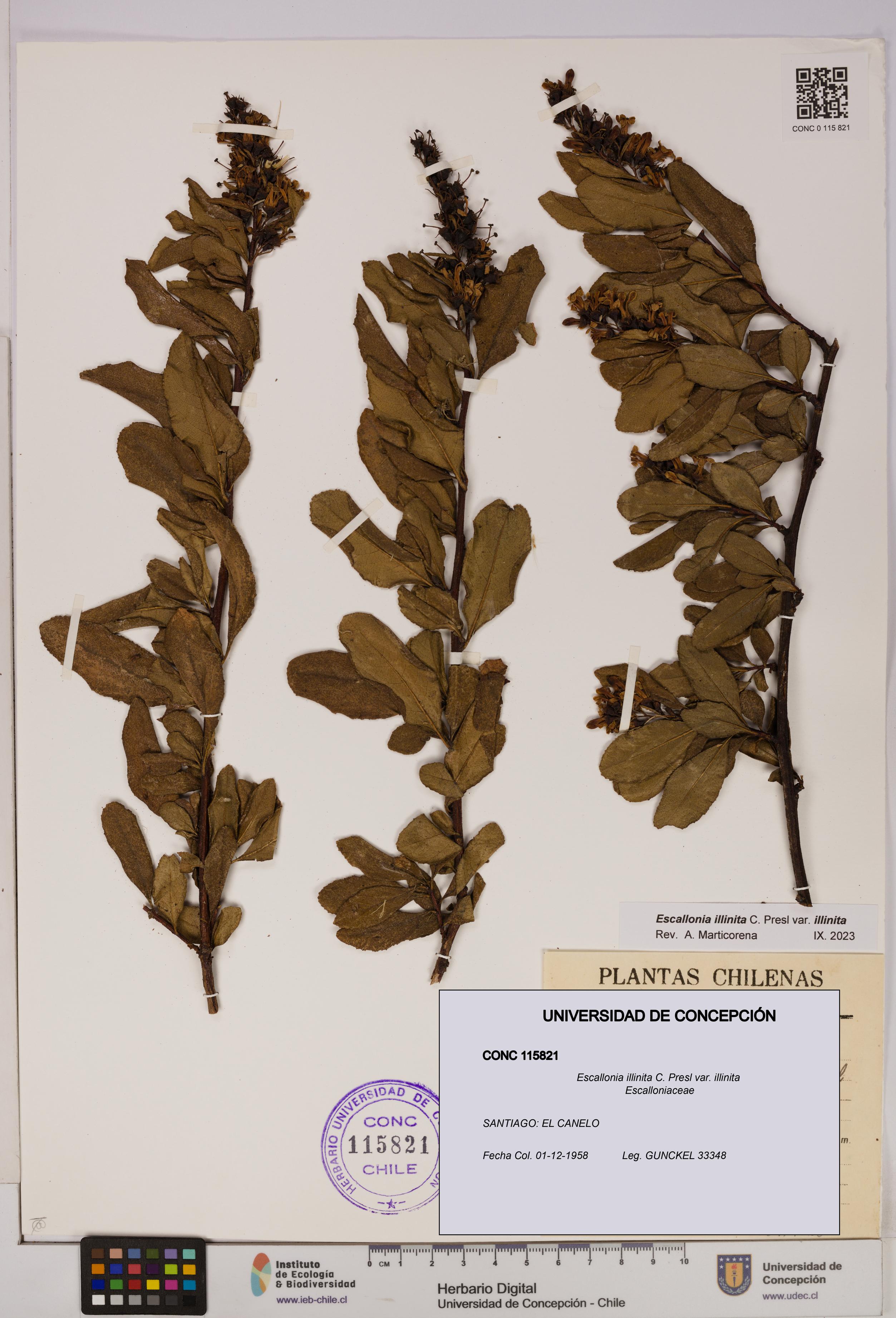 Escallonia illinita [Espécimen: UDEC:CONC:0115821]