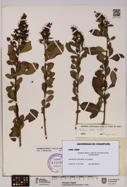 Escallonia illinita [Espécimen: UDEC:CONC:0115828]