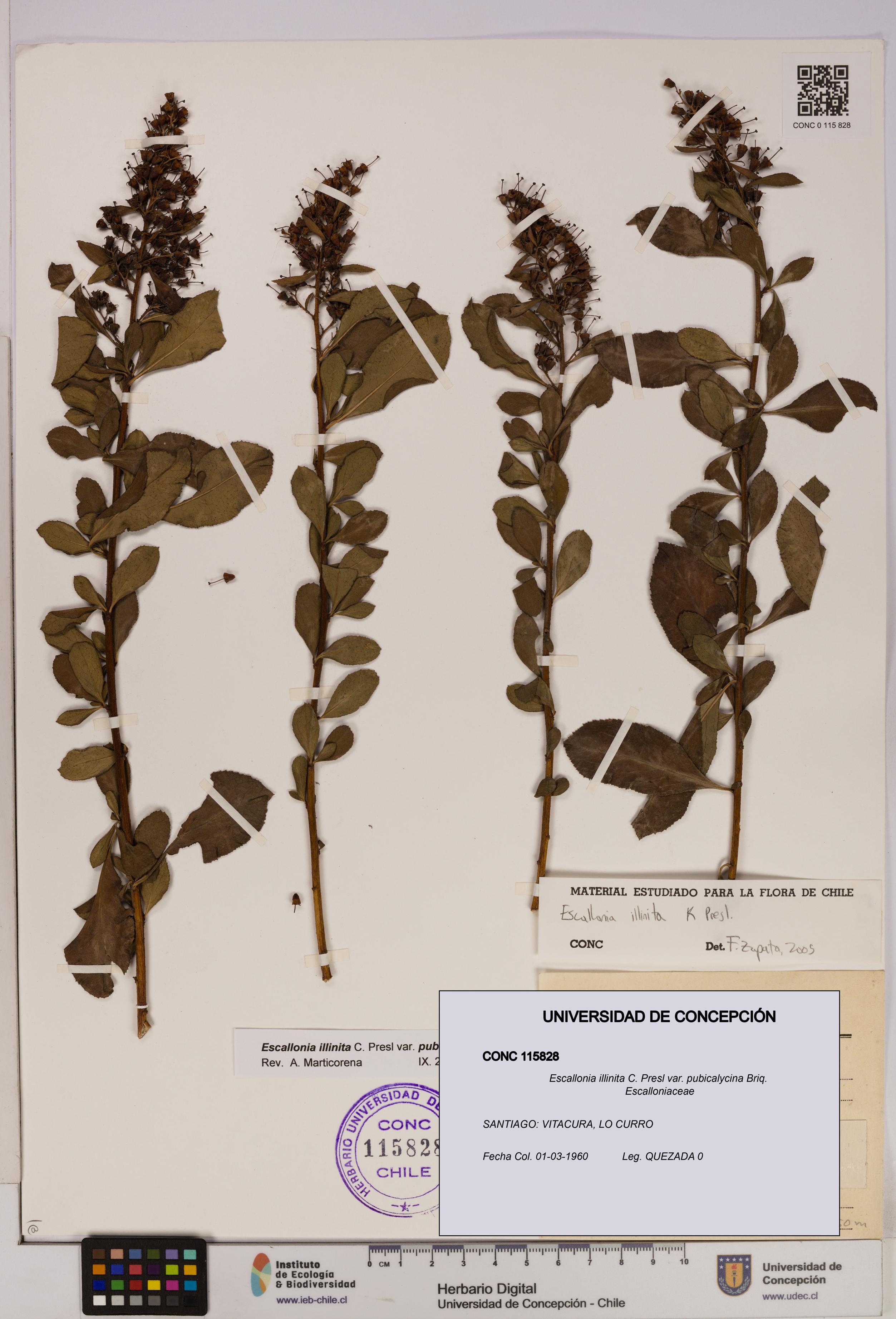 Escallonia illinita [Espécimen: UDEC:CONC:0115828]