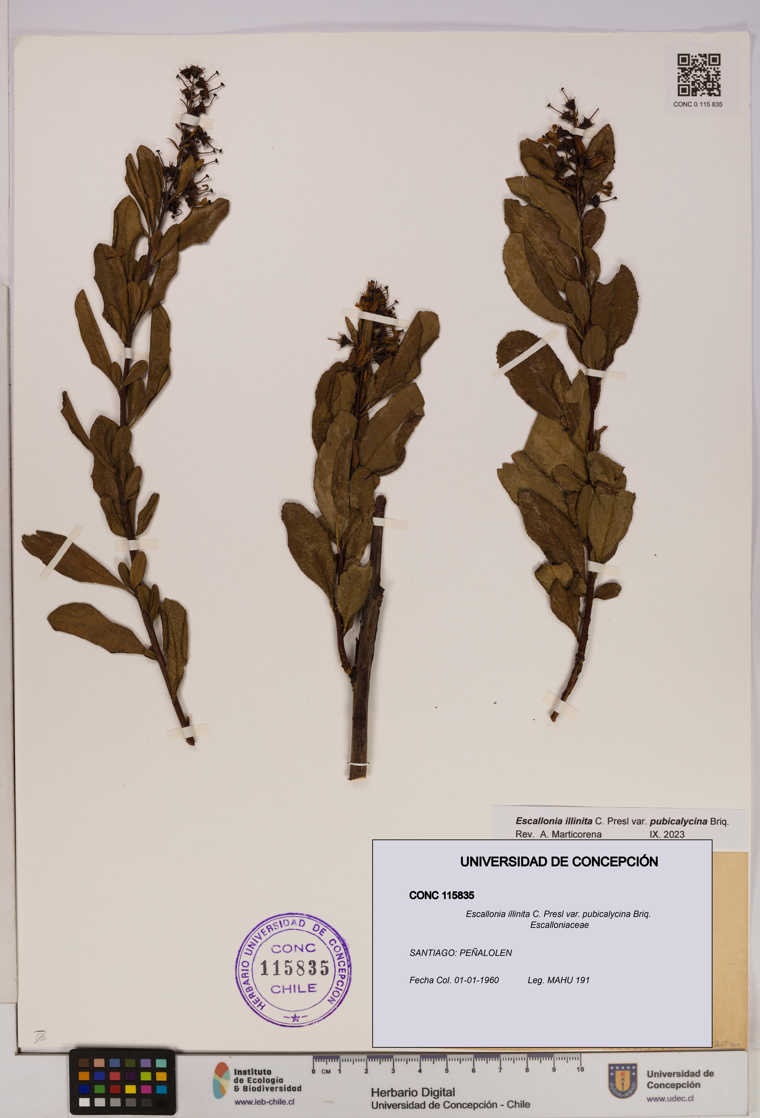 Escallonia illinita [Espécimen: UDEC:CONC:0115835]