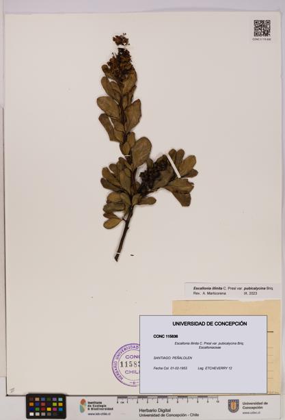 Escallonia illinita [Espécimen: UDEC:CONC:0115836]