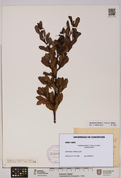 Escallonia illinita [Espécimen: UDEC:CONC:0115872]