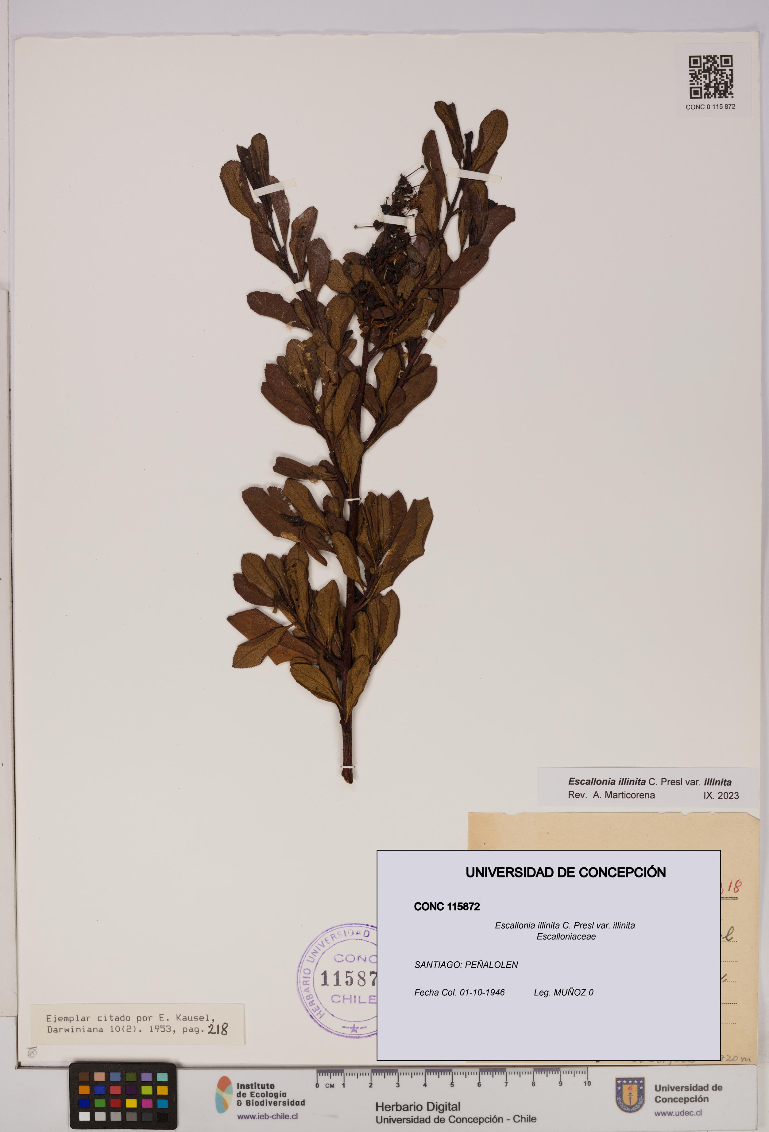 Escallonia illinita [Espécimen: UDEC:CONC:0115872]