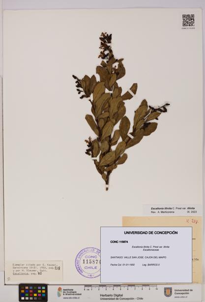 Escallonia illinita [Espécimen: UDEC:CONC:0115874]