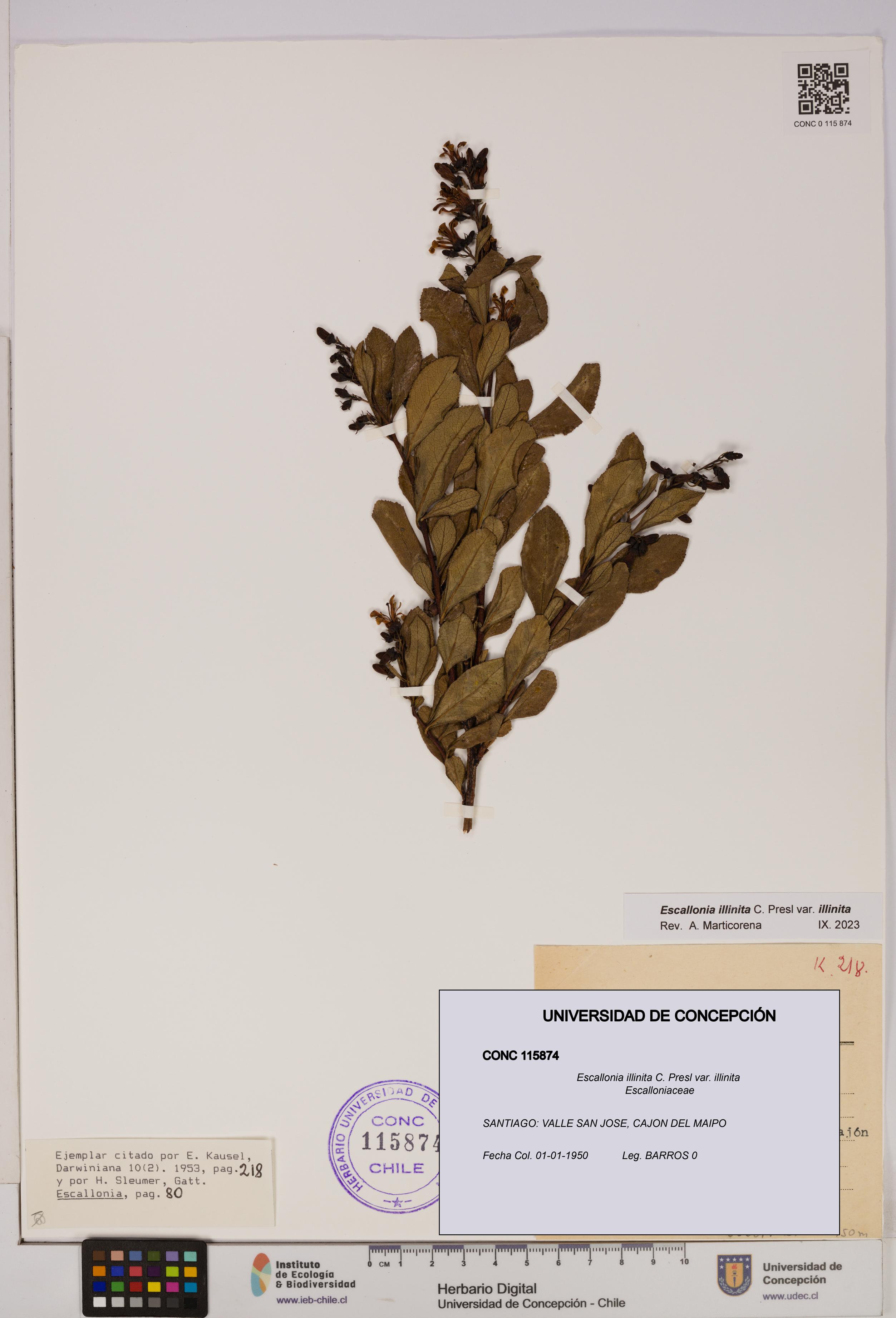 Escallonia illinita [Espécimen: UDEC:CONC:0115874]