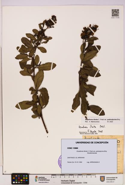Escallonia illinita [Espécimen: UDEC:CONC:0115890]