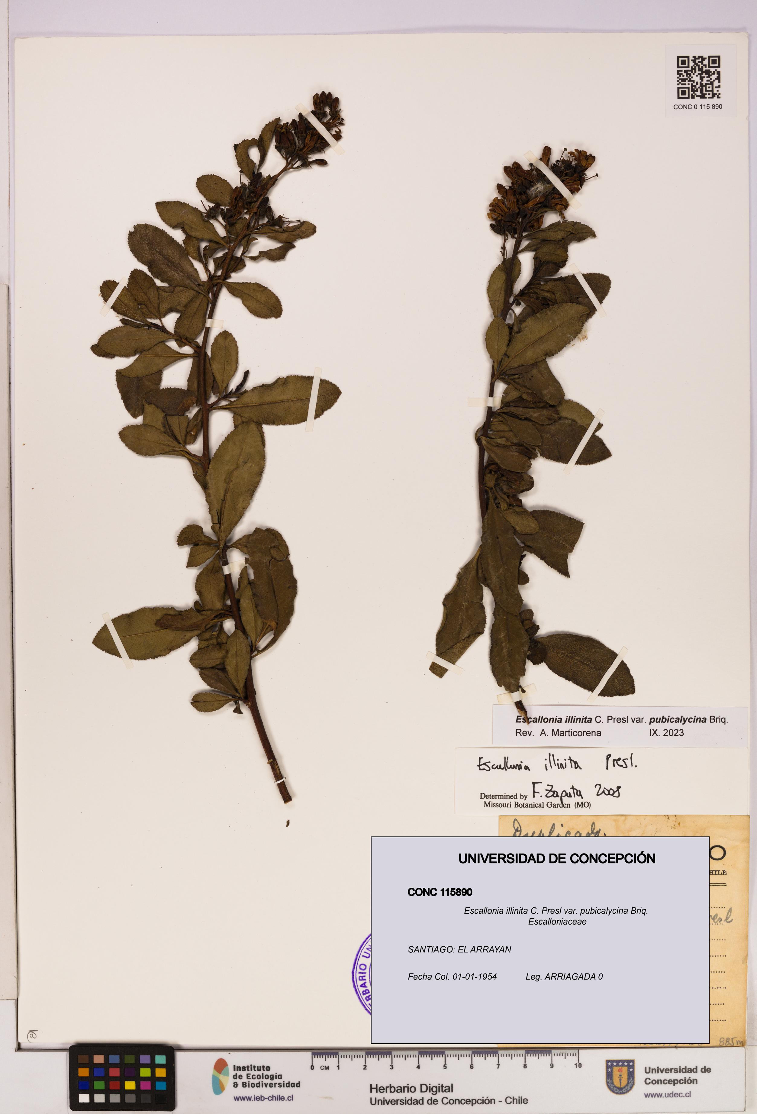 Escallonia illinita [Espécimen: UDEC:CONC:0115890]